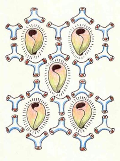 Ornamentos Y Repetitiones by Madleine Jaccard, 2005
